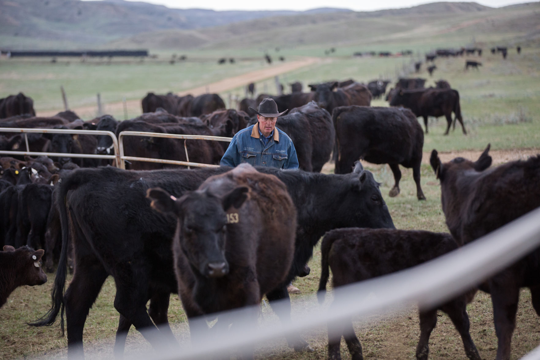 Sheridan Cattle Branding